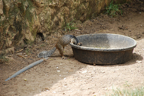 San Antonio Zoo 0023