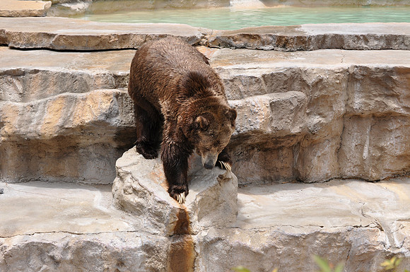 San Antonio Zoo 0127