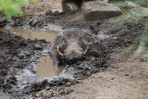 San Antonio Zoo 0030