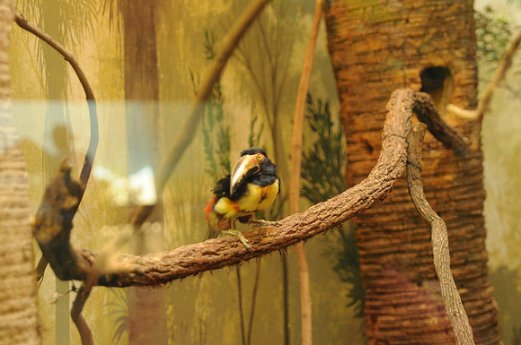 San Antonio Zoo 0078