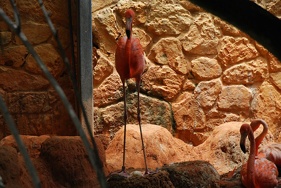 San Antonio Zoo 0056