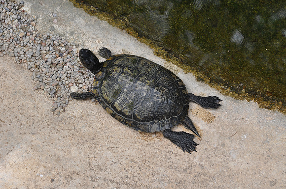 San Antonio Zoo 0112