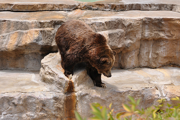 San Antonio Zoo 0129