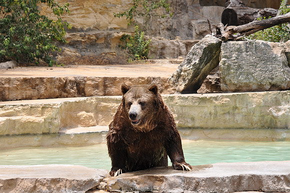 San Antonio Zoo 0120