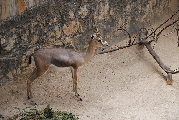 San Antonio Zoo 0026