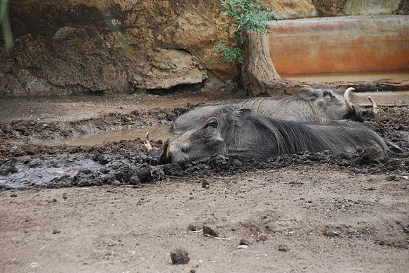 San Antonio Zoo 0034
