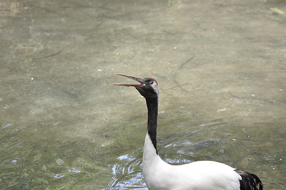 San Antonio Zoo 0109
