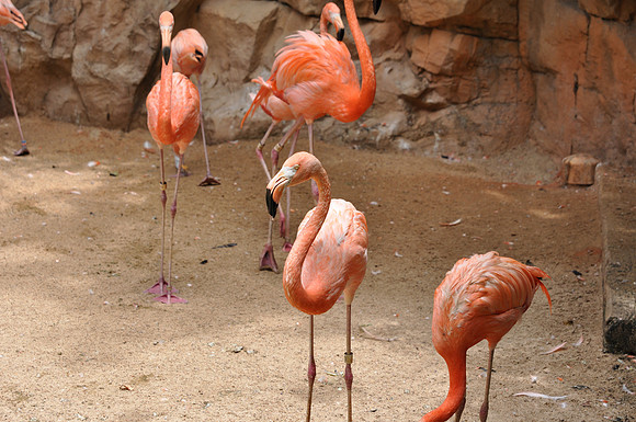 San Antonio Zoo 0134