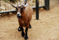 San Antonio Zoo 0013