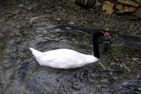 San Antonio Zoo 0008