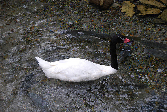 San Antonio Zoo 0008