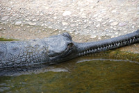 San Antonio Zoo 0012