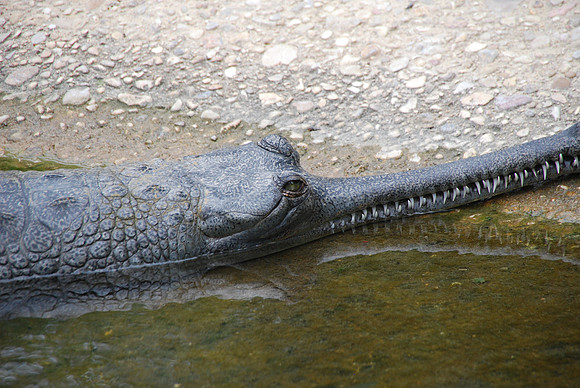 San Antonio Zoo 0012