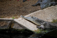 San Antonio Zoo 0015