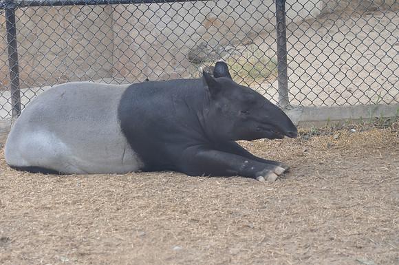 San Antonio Zoo 0060