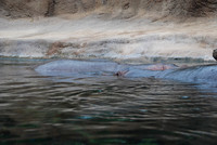 San Antonio Zoo 0005