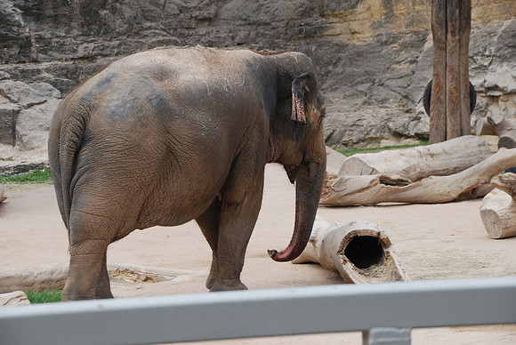 San Antonio Zoo 0038