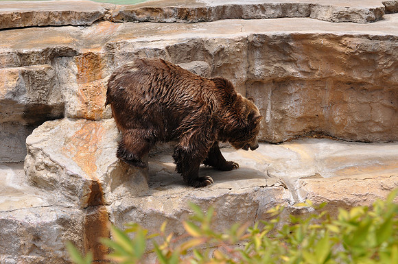 San Antonio Zoo 0130