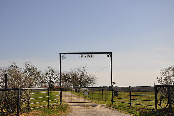 Senisa