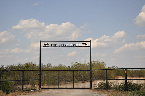 The Briar Patch