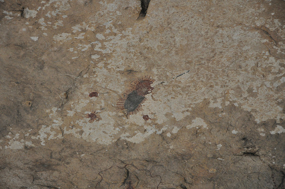 Indian Pictographs - Seminole Canyon 0018