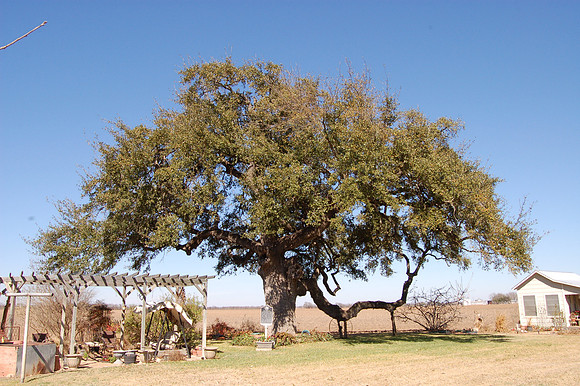 Wiemers Oak