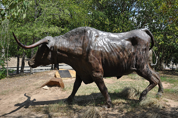 Bell Steer 02