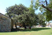 Kissing Oak