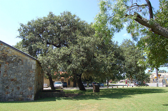 Kissing Oak