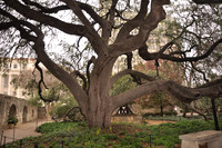 Famous Texas Trees