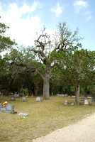 Nichol's Oak 0001