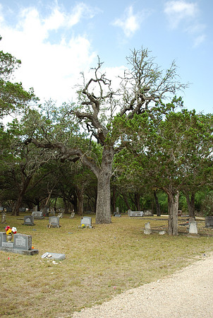 Nichol's Oak 0001