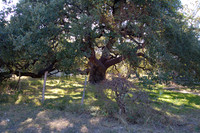 Rio Frio Landmark Oak  0001