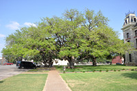 Hanging Tree