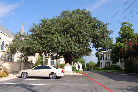 Church Oak 0002