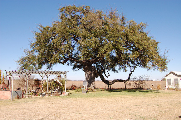 Weimer's Oak 0001
