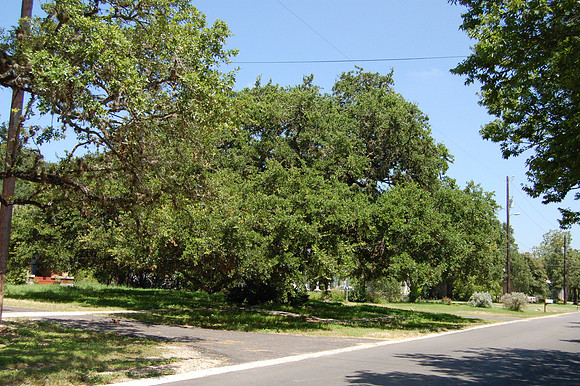 Kyle Auction Oak 0002