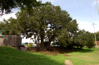 Indian Marker Tree 0001