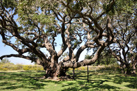 Goose Island Oak 0003