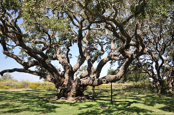 Goose Island Oak 0003