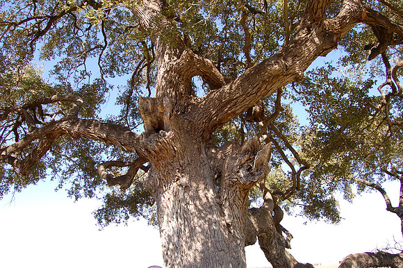 Weimer's Oak 0002