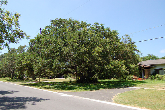 Kyle Auction Oak 0001