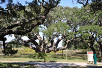 Goose Island Oak 0002