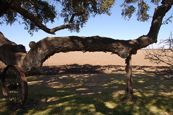 Weimer's Oak 0003
