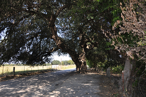 Wedding Oak 0002