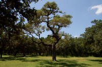 Kyle Hanging Tree 0002