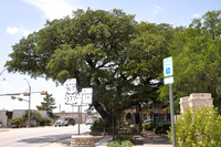 Fleming Oak