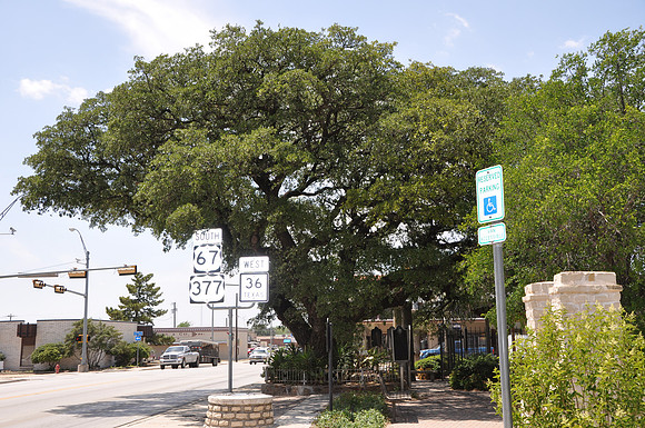 Fleming Oak