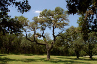 Kyle Hanging Tree 0001