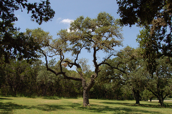 Kyle Hanging Tree 0001